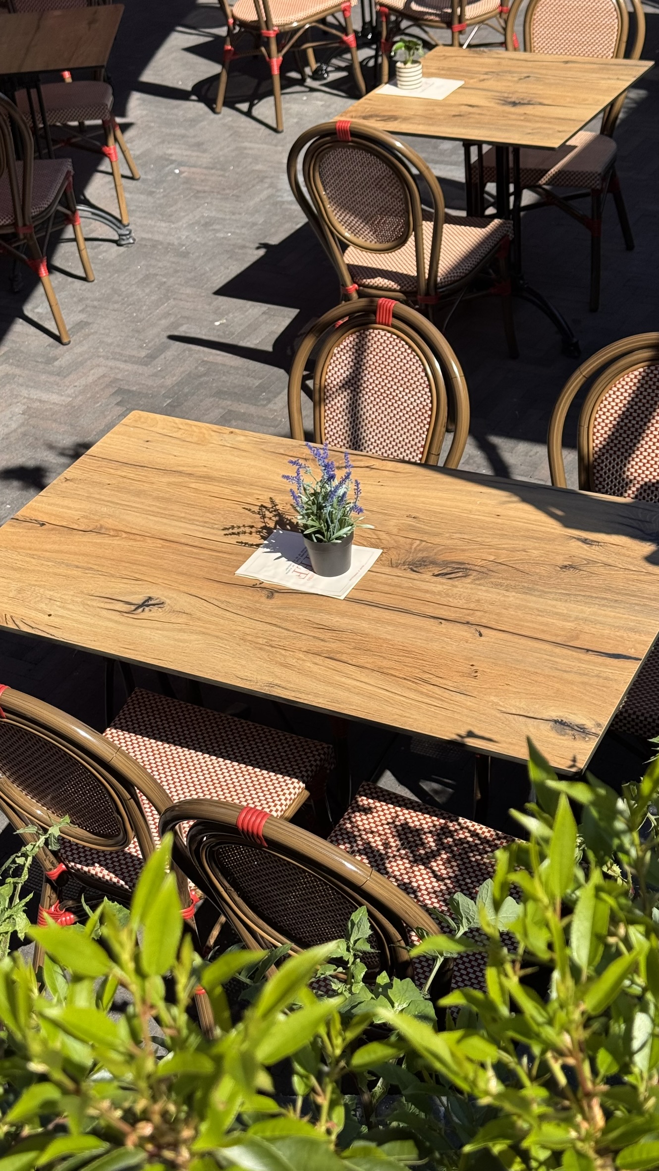 Terras